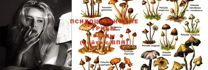 сколько стоит  Кондопога  Галлюциногенные грибы Psilocybine cubensis 